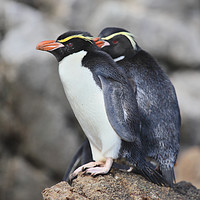 Buy canvas prints of Snares Crested Penguins   by Carole-Anne Fooks