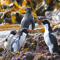Buy canvas prints of Snares Crested Penguins by Carole-Anne Fooks
