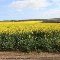 Buy canvas prints of Canola Crop by Carole-Anne Fooks