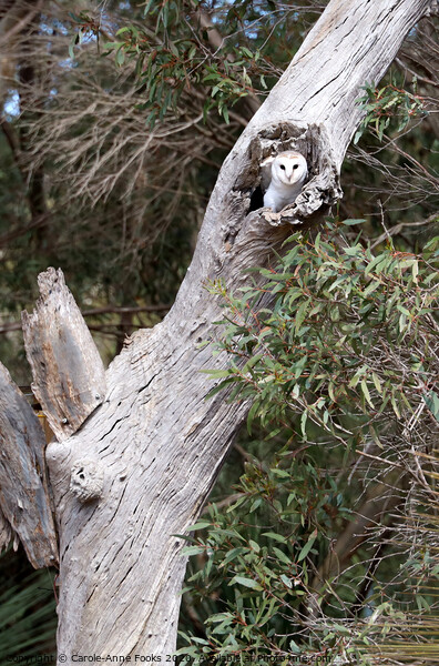 Australian Barn Owl Picture Board by Carole-Anne Fooks