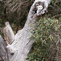 Buy canvas prints of Australian Barn Owl by Carole-Anne Fooks