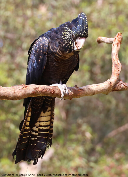Female Red-tailed Black Cockatoo Picture Board by Carole-Anne Fooks