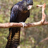 Buy canvas prints of Female Red-tailed Black Cockatoo by Carole-Anne Fooks