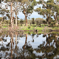 Buy canvas prints of Duck Lagoon by Carole-Anne Fooks
