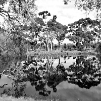 Buy canvas prints of Duck Lagoon Reflections by Carole-Anne Fooks