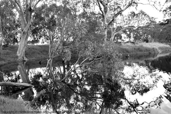 Duck Lagoon Reflections Picture Board by Carole-Anne Fooks