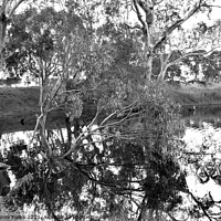 Buy canvas prints of Duck Lagoon Reflections by Carole-Anne Fooks