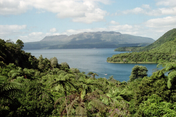 Lake and Mount Tarawera, New Zealand Picture Board by Carole-Anne Fooks