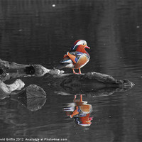 Buy canvas prints of Mandarin Duck by David Griffin