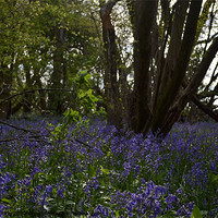 Buy canvas prints of Bluebell woods by David Griffin