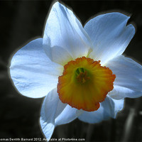 Buy canvas prints of Spring White Daffodil by Thomas Dentith Barnard
