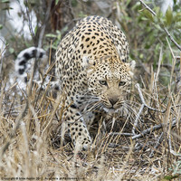 Buy canvas prints of Female Leopard stalking by Mike Asplin