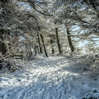 Buy canvas prints of Snowy Woodland Scene by Chris Andrew