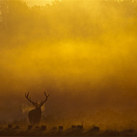 Buy canvas prints of Stag Sunrise by Dave Wragg