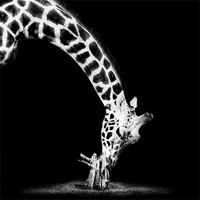 Buy canvas prints of Giraffe Mono by Dave Wragg