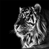 Buy canvas prints of Tiger Mono by Dave Wragg