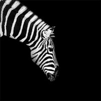 Buy canvas prints of Zebra Mono by Dave Wragg