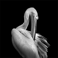 Buy canvas prints of Pelican Mono by Dave Wragg