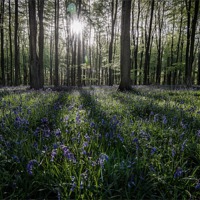 Buy canvas prints of Bluebell sunrise by Dave Wragg