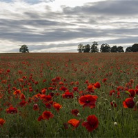Buy canvas prints of Poppy Field by Dave Wragg
