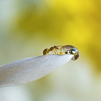 Buy canvas prints of Water Ant by Dave Wragg