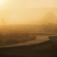 Buy canvas prints of Misty Path by Dave Wragg