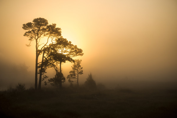 Misty Sunrise Picture Board by Dave Wragg