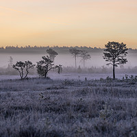 Buy canvas prints of Frost and fog by Dave Wragg