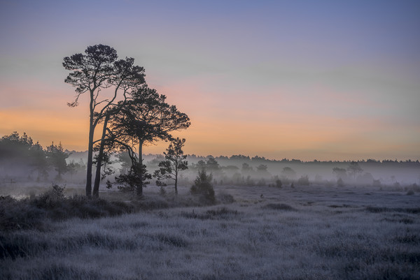 Frosty dawn Picture Board by Dave Wragg