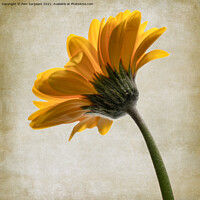 Buy canvas prints of Yellow Gerbera by Pam Sargeant