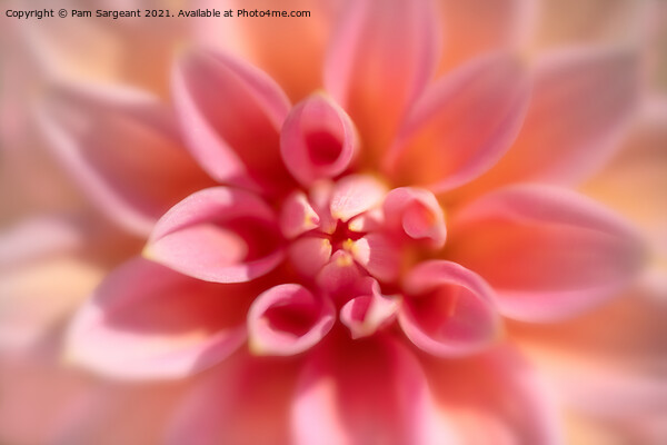 Pink Dahlia Close up Picture Board by Pam Sargeant