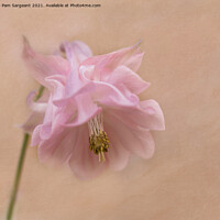 Buy canvas prints of Aquilegia  by Pam Sargeant