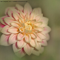 Buy canvas prints of Dahlia by Pam Sargeant