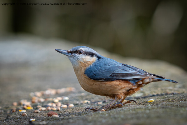 Nuthatch Picture Board by Pam Sargeant