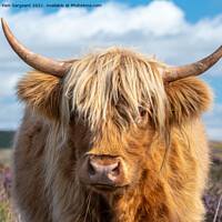 Buy canvas prints of Highland Cow in the Peak District by Pam Sargeant