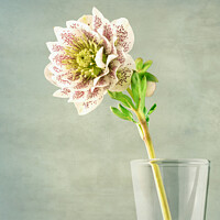 Buy canvas prints of Hellebore by Pam Sargeant