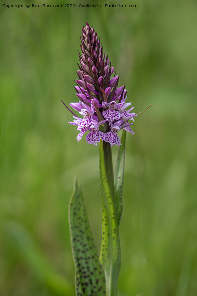 Marsh Orchid Picture Board by Pam Sargeant