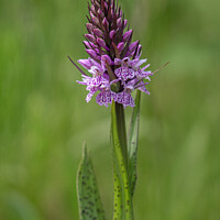 Buy canvas prints of Marsh Orchid by Pam Sargeant
