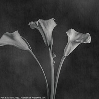 Buy canvas prints of Monochrome Calla Lily Trio by Pam Sargeant