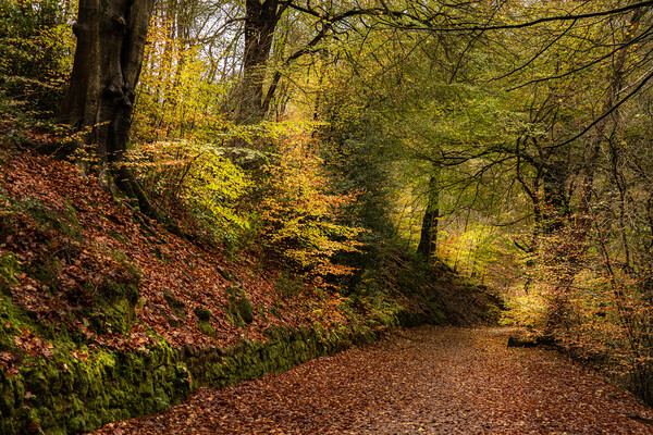 Enchanting Autumn Walk in Dimmingsdale Forest Picture Board by Pam Sargeant