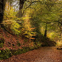 Buy canvas prints of Enchanting Autumn Walk in Dimmingsdale Forest by Pam Sargeant