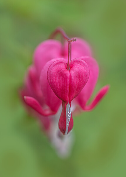 The Tender Beauty of Bleeding Heart Picture Board by Pam Sargeant