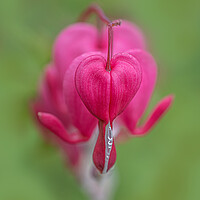 Buy canvas prints of The Tender Beauty of Bleeding Heart by Pam Sargeant