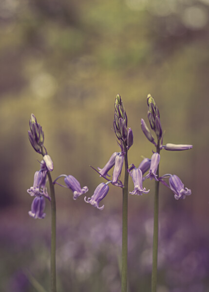 Bluebell Trio Picture Board by Pam Sargeant