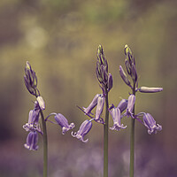 Buy canvas prints of Bluebell Trio by Pam Sargeant