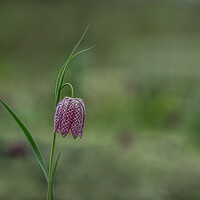 Buy canvas prints of The Striking Beauty of Snakes Head Fritillary by Pam Sargeant