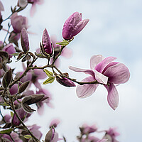 Buy canvas prints of Fragile Beauty of Magnolia Blossoms by Pam Sargeant