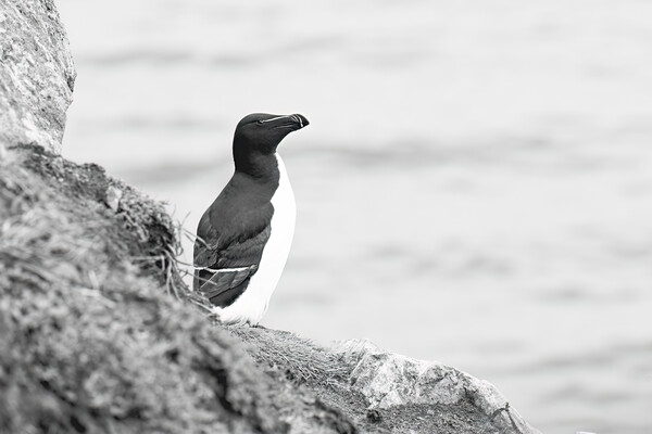 Solitary Razorbill Picture Board by Pam Sargeant