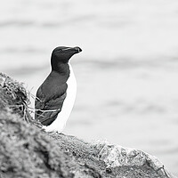 Buy canvas prints of Solitary Razorbill by Pam Sargeant