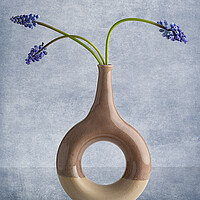 Buy canvas prints of Muscari in vase by Pam Sargeant